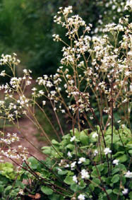 Saxifraga hirsuta
